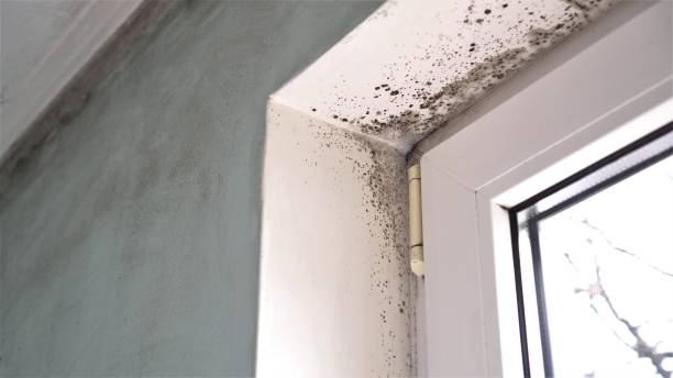 Best Mold Removal for HVAC Installations  in Arcade, GA
