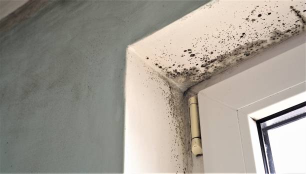 Trusted Arcade, GA Mold Removal Experts