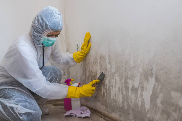Best HVAC Mold Inspection and Cleaning  in Arcade, GA
