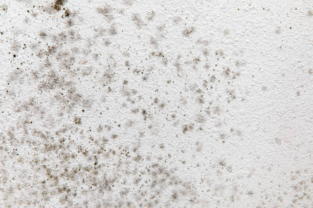 Best Mold-Related Health Consultation  in Arcade, GA